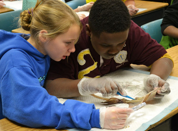 Squid dissection in Jim Weindorf's fifth grade class March 20, 2013