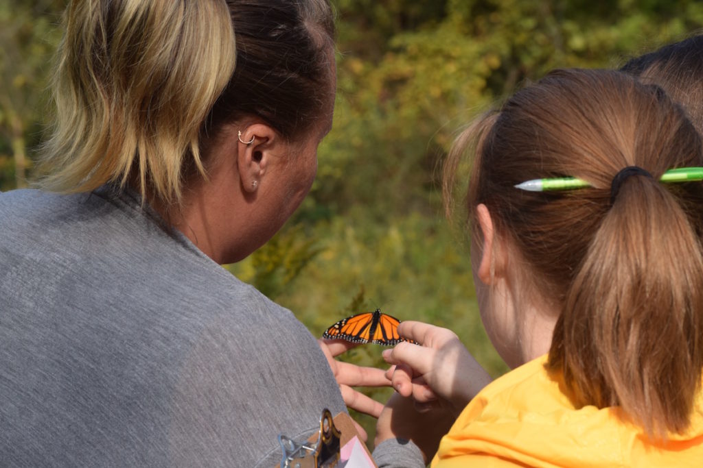 A monarch butterfly is in the center of the photo with the backs of a volunteer naturalist and a Skyline student that are examining the butterfly in the foreground.